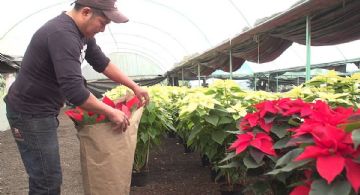 Arranca temporada de venta de flor de nochebuena en el Edomex