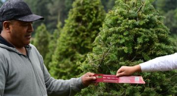 EDOMEX, el primer lugar nacional en producción de árboles naturales de Navidad: ¿Dónde comprar el mejor?