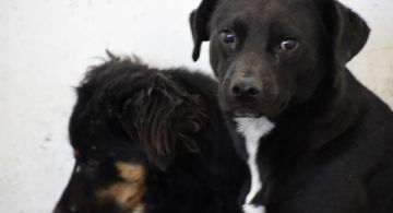 Será obligatorio registro de mascotas en Edomex para acceder a campañas gratuitas de vacunación
