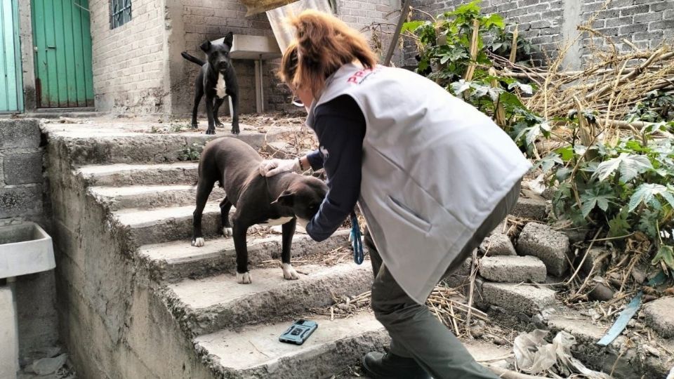 En Edomex se rescataron más de 400 animales maltratados durante el último año.