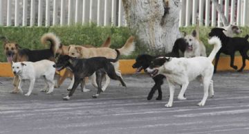 Proponen crear centros protección animal en EDOMEX para evitar casos como el sacrificio de perros en Tecámac