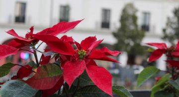 La Navidad llegó a Toluca hasta el 8 de enero de 2026: Cartelera completa desde encendido del Árbol