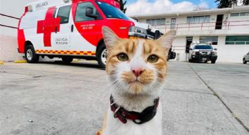 Cruzberto, famoso gato voluntario de la Cruz Roja de Toluca, muere atropellado