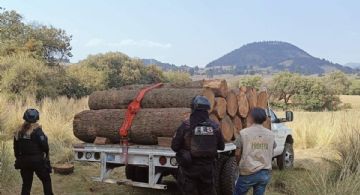 Tala ilegal y pesticidas agravan crisis de polinizadores en Edomex