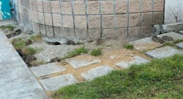 ¡Mira un capibara! Plaga de ratas infesta colonias de Ecatepec y Tecámac