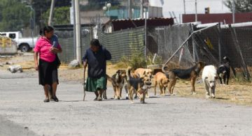 Proponen crear la Fiscalía Especializada en Maltrato Animal en EDOMEX ante casos recientes