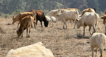 Afirma Edomex que contiene al gusano barrenador y se reporta ya un caso en Metepec
