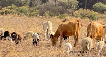 Supera zona sur de Edomex los más de 100 casos de gusano barrenador
