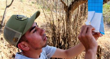 Confirme Edomex más de 120 casos de gusano barrenador y afirma que hay control de la plaga