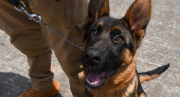 EDOMEX analiza prohíbir venta cachorros de animales dómésticos: ¿cómo funcionaría?