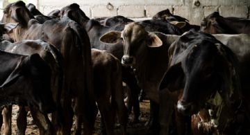 ¿Qué municipios de Edomex tienen más casos de gusano barrenador en febrero 2026?