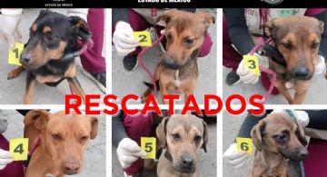 Rescatan a seis caninos, víctimas de maltrato en Ixtapaluca