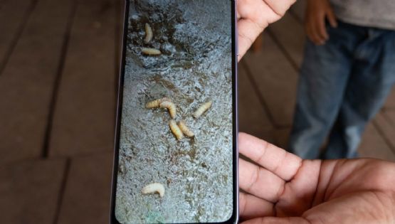 Reportan casos de gusano barrenador también en un perro, un caballo y dos porcinos en EDOMEX