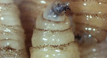 Atienden caso importado de gusano barrenador en mujer en el Edomex