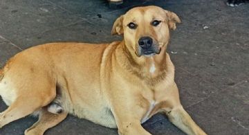 PROPAEM reconoce al "perro amarillo" como raza emblemática del EDOMEX