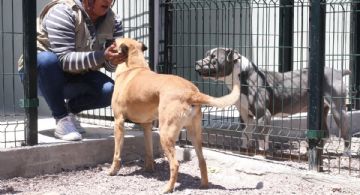 Adopciones, operativos y por qué el EDOMEX es Capital Mundial del Bienestar Animal