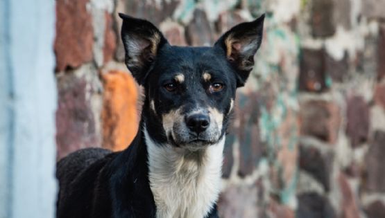 Congreso mexiquense aprobó ley y reformas históricas en materia de bienestar animal