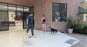 Lanzan programa de paseadores voluntarios para lomitos rescatados en Cuautitlán Izcalli