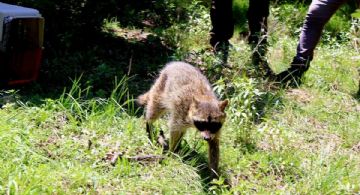 Resguardan y liberan fauna silvestre afectada por obras del tren México–Querétaro en Tepotzotlán