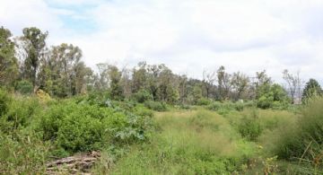 Alertan la pérdida del 80% en la superficie verde en Parque Nacional de Los Remedios, en Naucalpan