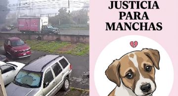 ¡Indignación! Conductor atropella intencionalmente al perro "Manchas" en Toluca
