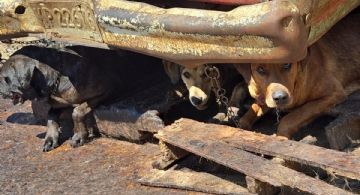 Enfrenta Edomex sobrepoblación con 5 millones de animales sin hogar, buscan disminuir 10%
