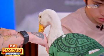 Merlín, el pato mundialista viral, llegó a El Heraldo Televisión antes de su reunión con la FIFA