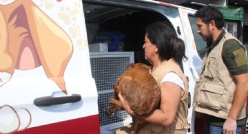 Entra en vigor Ley de Bienestar Animal EDOMEX que endurece sanciones por maltrato