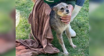 Ley de Bienestar Animal EDOMEX establece que la crueldad contra seres sintientes se puede perseguir de oficio, con multas y arresto