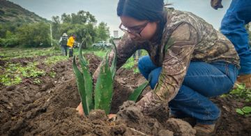 Capacitan a productores pulqueros con sistema Metepantle para el establecimiento de plantaciones de agave pulquero