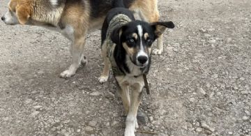 Suman Edomex mil 300 mascotas rescatadas y CEPANAF operará padrón de agresores