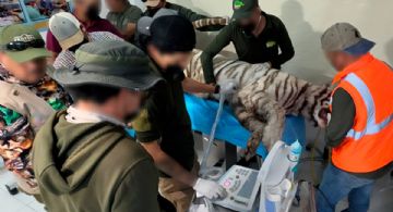 ¿De qué murió el tigre de Bengala blanco en EDOMEX? PROFEPA detalla qué pasó en operativo de rescate