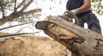 Pese a inconformidad, retirarán algunos árboles en Paseo Colón